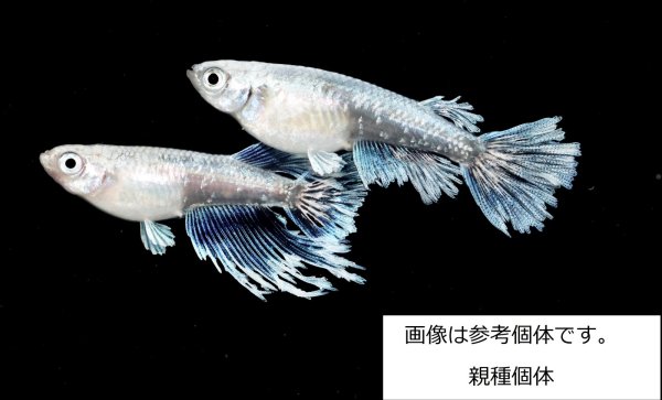 画像2: グラディオ R7 (2)