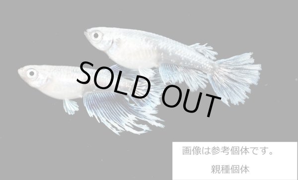 画像2: グラディオ R7 (2)