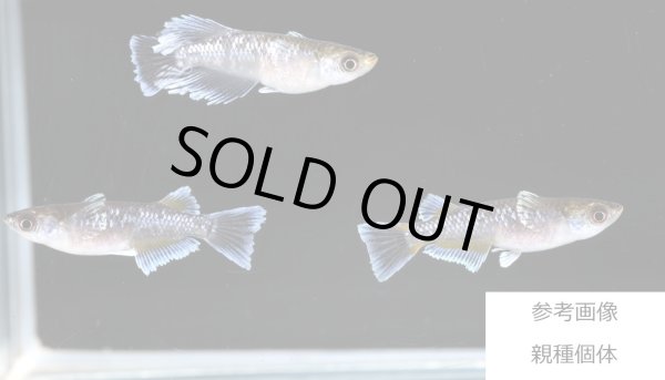 画像2: ミッドナイトフリル体外光 (2)