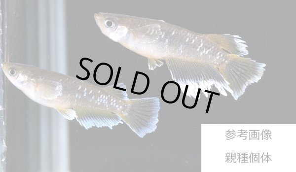 画像2: フロマージュ (2)