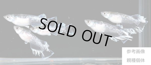 画像2: 豪鬼（ごうき） (2)