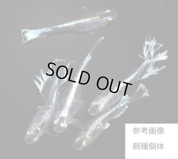 画像3: 豪鬼（ごうき） (3)