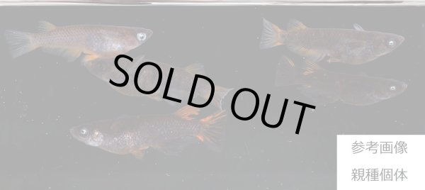 画像2: 閻王（えんおう） (2)