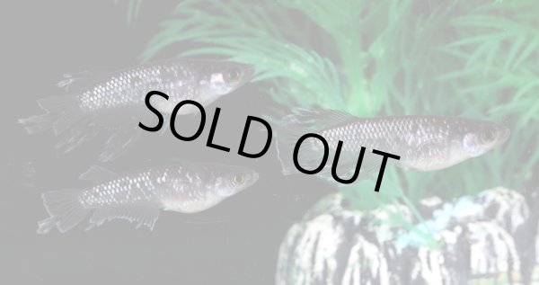 画像4: アポフィス (4)