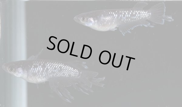 画像2: アポフィス (2)