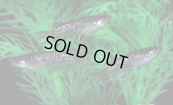 画像3: アポフィス (3)