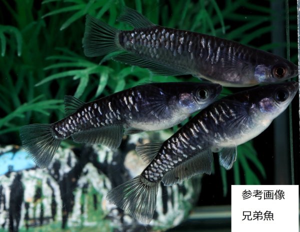 画像1: ミッドナイトフリル系統カガミ鱗 (1)