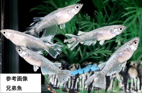 画像2: ヴァルキリー (2)