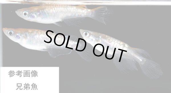 画像1: カーバンクル (1)