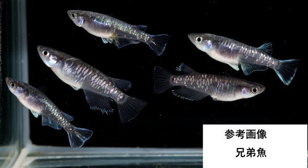 画像1: グラディオブラックカガミ鱗 (1)