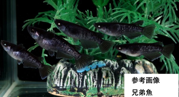 画像1: 曜変天目ブルーアイ (1)