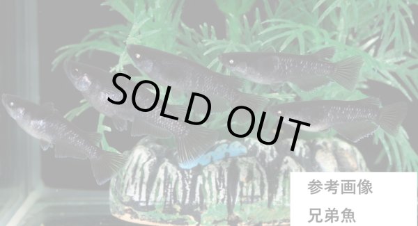 画像1: 曜変天目ブルーアイ (1)