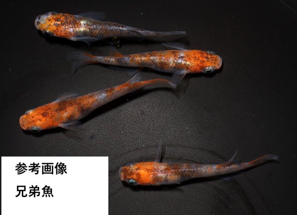 画像2: 烏城三色 (2)