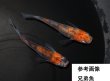 画像1: 烏城三色 (1)