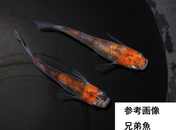 画像1: 烏城三色 (1)