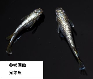Azumaめだか