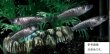 画像2: 黒熾龍 (2)