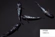 画像2: 墨龍 (2)