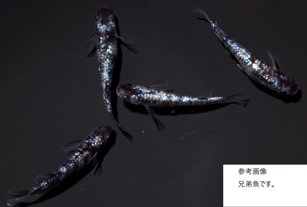 画像2: 墨龍 (2)