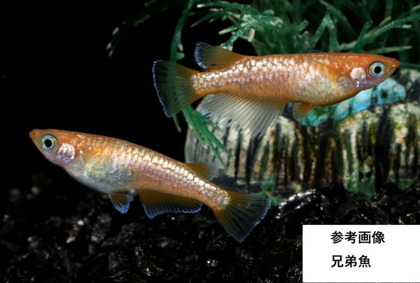 画像1: ルブラ (1)