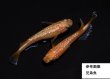 画像2: ルブラ (2)