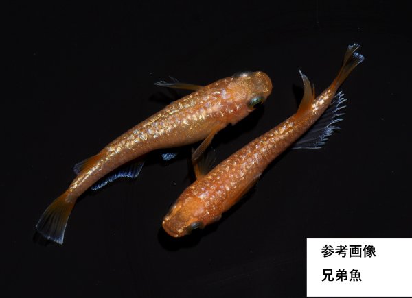 画像2: ルブラ (2)